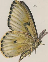 An illustration from (Band 3) (1806)