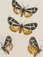 An illustration from (Band 3) (1806)