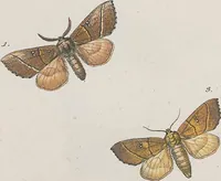 An illustration from (Band 3) (1806)