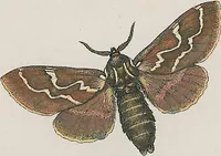 An illustration from (Band 3) (1806)