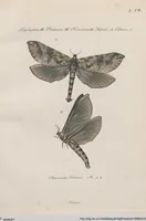 An illustration from (Band 3) (1806)
