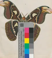 An illustration from (Band 3) (1806)