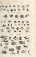 Picture 5 of 39 from Ioannis Ionstoni Theatrvm Vniversale Omnivm Animalivm Insectorvm: Tabvlis Viginti Octo Ab Illo Celeberrimo Mathia Meriano Aeri Incisis Ornatvm Ex Scriptoribvs Tam Antiqvis, Qvam Recentioribvs, Theophrasto, Dioscordie ... Et Aliis Maxima Cvra Collectvm (1757), leaf 227