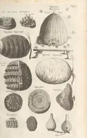 An illustration from Ioannis Ionstoni Theatrvm Vniversale Omnivm Animalivm Insectorvm: Tabvlis Viginti Octo Ab Illo Celeberrimo Mathia Meriano Aeri Incisis Ornatvm Ex Scriptoribvs Tam Antiqvis, Qvam Recentioribvs, Theophrasto, Dioscordie ... Et Aliis Maxima Cvra Collectvm (1757)