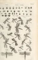 An illustration from Ioannis Ionstoni Theatrvm Vniversale Omnivm Animalivm Insectorvm: Tabvlis Viginti Octo Ab Illo Celeberrimo Mathia Meriano Aeri Incisis Ornatvm Ex Scriptoribvs Tam Antiqvis, Qvam Recentioribvs, Theophrasto, Dioscordie ... Et Aliis Maxima Cvra Collectvm (1757)