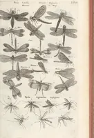 An illustration from Ioannis Ionstoni Theatrvm Vniversale Omnivm Animalivm Insectorvm: Tabvlis Viginti Octo Ab Illo Celeberrimo Mathia Meriano Aeri Incisis Ornatvm Ex Scriptoribvs Tam Antiqvis, Qvam Recentioribvs, Theophrasto, Dioscordie ... Et Aliis Maxima Cvra Collectvm (1757)
