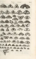 An illustration from Ioannis Ionstoni Theatrvm Vniversale Omnivm Animalivm Insectorvm: Tabvlis Viginti Octo Ab Illo Celeberrimo Mathia Meriano Aeri Incisis Ornatvm Ex Scriptoribvs Tam Antiqvis, Qvam Recentioribvs, Theophrasto, Dioscordie ... Et Aliis Maxima Cvra Collectvm (1757)