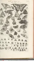 An illustration from Ioannis Ionstoni Theatrvm Vniversale Omnivm Animalivm Insectorvm: Tabvlis Viginti Octo Ab Illo Celeberrimo Mathia Meriano Aeri Incisis Ornatvm Ex Scriptoribvs Tam Antiqvis, Qvam Recentioribvs, Theophrasto, Dioscordie ... Et Aliis Maxima Cvra Collectvm (1757)
