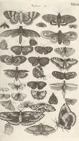 An illustration from Ioannis Ionstoni Theatrvm Vniversale Omnivm Animalivm Insectorvm: Tabvlis Viginti Octo Ab Illo Celeberrimo Mathia Meriano Aeri Incisis Ornatvm Ex Scriptoribvs Tam Antiqvis, Qvam Recentioribvs, Theophrasto, Dioscordie ... Et Aliis Maxima Cvra Collectvm (1757)
