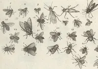 An illustration from Ioannis Ionstoni Theatrvm Vniversale Omnivm Animalivm Insectorvm: Tabvlis Viginti Octo Ab Illo Celeberrimo Mathia Meriano Aeri Incisis Ornatvm Ex Scriptoribvs Tam Antiqvis, Qvam Recentioribvs, Theophrasto, Dioscordie ... Et Aliis Maxima Cvra Collectvm (1757)