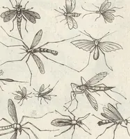 An illustration from Ioannis Ionstoni Theatrvm Vniversale Omnivm Animalivm Insectorvm: Tabvlis Viginti Octo Ab Illo Celeberrimo Mathia Meriano Aeri Incisis Ornatvm Ex Scriptoribvs Tam Antiqvis, Qvam Recentioribvs, Theophrasto, Dioscordie ... Et Aliis Maxima Cvra Collectvm (1757)