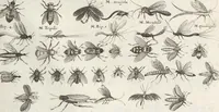 An illustration from Ioannis Ionstoni Theatrvm Vniversale Omnivm Animalivm Insectorvm: Tabvlis Viginti Octo Ab Illo Celeberrimo Mathia Meriano Aeri Incisis Ornatvm Ex Scriptoribvs Tam Antiqvis, Qvam Recentioribvs, Theophrasto, Dioscordie ... Et Aliis Maxima Cvra Collectvm (1757)
