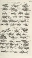 An illustration from Ioannis Ionstoni Theatrvm Vniversale Omnivm Animalivm Insectorvm: Tabvlis Viginti Octo Ab Illo Celeberrimo Mathia Meriano Aeri Incisis Ornatvm Ex Scriptoribvs Tam Antiqvis, Qvam Recentioribvs, Theophrasto, Dioscordie ... Et Aliis Maxima Cvra Collectvm (1757)