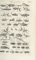 An illustration from Ioannis Ionstoni Theatrvm Vniversale Omnivm Animalivm Insectorvm: Tabvlis Viginti Octo Ab Illo Celeberrimo Mathia Meriano Aeri Incisis Ornatvm Ex Scriptoribvs Tam Antiqvis, Qvam Recentioribvs, Theophrasto, Dioscordie ... Et Aliis Maxima Cvra Collectvm (1757)