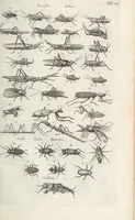 An illustration from Ioannis Ionstoni Theatrvm Vniversale Omnivm Animalivm Insectorvm: Tabvlis Viginti Octo Ab Illo Celeberrimo Mathia Meriano Aeri Incisis Ornatvm Ex Scriptoribvs Tam Antiqvis, Qvam Recentioribvs, Theophrasto, Dioscordie ... Et Aliis Maxima Cvra Collectvm (1757)