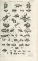 An illustration from Ioannis Ionstoni Theatrvm Vniversale Omnivm Animalivm Insectorvm: Tabvlis Viginti Octo Ab Illo Celeberrimo Mathia Meriano Aeri Incisis Ornatvm Ex Scriptoribvs Tam Antiqvis, Qvam Recentioribvs, Theophrasto, Dioscordie ... Et Aliis Maxima Cvra Collectvm (1757)