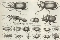 An illustration from Ioannis Ionstoni Theatrvm Vniversale Omnivm Animalivm Insectorvm: Tabvlis Viginti Octo Ab Illo Celeberrimo Mathia Meriano Aeri Incisis Ornatvm Ex Scriptoribvs Tam Antiqvis, Qvam Recentioribvs, Theophrasto, Dioscordie ... Et Aliis Maxima Cvra Collectvm (1757)