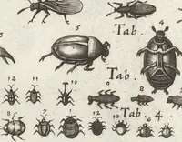 An illustration from Ioannis Ionstoni Theatrvm Vniversale Omnivm Animalivm Insectorvm: Tabvlis Viginti Octo Ab Illo Celeberrimo Mathia Meriano Aeri Incisis Ornatvm Ex Scriptoribvs Tam Antiqvis, Qvam Recentioribvs, Theophrasto, Dioscordie ... Et Aliis Maxima Cvra Collectvm (1757)