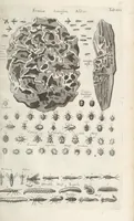 An illustration from Ioannis Ionstoni Theatrvm Vniversale Omnivm Animalivm Insectorvm: Tabvlis Viginti Octo Ab Illo Celeberrimo Mathia Meriano Aeri Incisis Ornatvm Ex Scriptoribvs Tam Antiqvis, Qvam Recentioribvs, Theophrasto, Dioscordie ... Et Aliis Maxima Cvra Collectvm (1757)