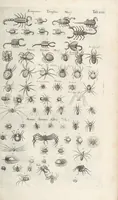 An illustration from Ioannis Ionstoni Theatrvm Vniversale Omnivm Animalivm Insectorvm: Tabvlis Viginti Octo Ab Illo Celeberrimo Mathia Meriano Aeri Incisis Ornatvm Ex Scriptoribvs Tam Antiqvis, Qvam Recentioribvs, Theophrasto, Dioscordie ... Et Aliis Maxima Cvra Collectvm (1757)