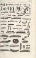 An illustration from Ioannis Ionstoni Theatrvm Vniversale Omnivm Animalivm Insectorvm: Tabvlis Viginti Octo Ab Illo Celeberrimo Mathia Meriano Aeri Incisis Ornatvm Ex Scriptoribvs Tam Antiqvis, Qvam Recentioribvs, Theophrasto, Dioscordie ... Et Aliis Maxima Cvra Collectvm (1757)