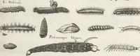 An illustration from Ioannis Ionstoni Theatrvm Vniversale Omnivm Animalivm Insectorvm: Tabvlis Viginti Octo Ab Illo Celeberrimo Mathia Meriano Aeri Incisis Ornatvm Ex Scriptoribvs Tam Antiqvis, Qvam Recentioribvs, Theophrasto, Dioscordie ... Et Aliis Maxima Cvra Collectvm (1757)