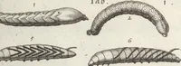 An illustration from Ioannis Ionstoni Theatrvm Vniversale Omnivm Animalivm Insectorvm: Tabvlis Viginti Octo Ab Illo Celeberrimo Mathia Meriano Aeri Incisis Ornatvm Ex Scriptoribvs Tam Antiqvis, Qvam Recentioribvs, Theophrasto, Dioscordie ... Et Aliis Maxima Cvra Collectvm (1757)