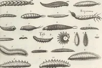 Picture 27 of 39 from Ioannis Ionstoni Theatrvm Vniversale Omnivm Animalivm Insectorvm: Tabvlis Viginti Octo Ab Illo Celeberrimo Mathia Meriano Aeri Incisis Ornatvm Ex Scriptoribvs Tam Antiqvis, Qvam Recentioribvs, Theophrasto, Dioscordie ... Et Aliis Maxima Cvra Collectvm (1757), leaf 267