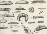 Picture 28 of 39 from Ioannis Ionstoni Theatrvm Vniversale Omnivm Animalivm Insectorvm: Tabvlis Viginti Octo Ab Illo Celeberrimo Mathia Meriano Aeri Incisis Ornatvm Ex Scriptoribvs Tam Antiqvis, Qvam Recentioribvs, Theophrasto, Dioscordie ... Et Aliis Maxima Cvra Collectvm (1757), leaf 267