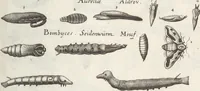 An illustration from Ioannis Ionstoni Theatrvm Vniversale Omnivm Animalivm Insectorvm: Tabvlis Viginti Octo Ab Illo Celeberrimo Mathia Meriano Aeri Incisis Ornatvm Ex Scriptoribvs Tam Antiqvis, Qvam Recentioribvs, Theophrasto, Dioscordie ... Et Aliis Maxima Cvra Collectvm (1757)