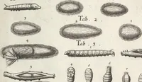 Picture 31 of 39 from Ioannis Ionstoni Theatrvm Vniversale Omnivm Animalivm Insectorvm: Tabvlis Viginti Octo Ab Illo Celeberrimo Mathia Meriano Aeri Incisis Ornatvm Ex Scriptoribvs Tam Antiqvis, Qvam Recentioribvs, Theophrasto, Dioscordie ... Et Aliis Maxima Cvra Collectvm (1757), leaf 271