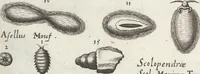An illustration from Ioannis Ionstoni Theatrvm Vniversale Omnivm Animalivm Insectorvm: Tabvlis Viginti Octo Ab Illo Celeberrimo Mathia Meriano Aeri Incisis Ornatvm Ex Scriptoribvs Tam Antiqvis, Qvam Recentioribvs, Theophrasto, Dioscordie ... Et Aliis Maxima Cvra Collectvm (1757)