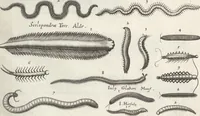An illustration from Ioannis Ionstoni Theatrvm Vniversale Omnivm Animalivm Insectorvm: Tabvlis Viginti Octo Ab Illo Celeberrimo Mathia Meriano Aeri Incisis Ornatvm Ex Scriptoribvs Tam Antiqvis, Qvam Recentioribvs, Theophrasto, Dioscordie ... Et Aliis Maxima Cvra Collectvm (1757)