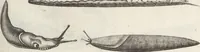 An illustration from Ioannis Ionstoni Theatrvm Vniversale Omnivm Animalivm Insectorvm: Tabvlis Viginti Octo Ab Illo Celeberrimo Mathia Meriano Aeri Incisis Ornatvm Ex Scriptoribvs Tam Antiqvis, Qvam Recentioribvs, Theophrasto, Dioscordie ... Et Aliis Maxima Cvra Collectvm (1757)