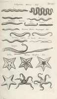 An illustration from Ioannis Ionstoni Theatrvm Vniversale Omnivm Animalivm Insectorvm: Tabvlis Viginti Octo Ab Illo Celeberrimo Mathia Meriano Aeri Incisis Ornatvm Ex Scriptoribvs Tam Antiqvis, Qvam Recentioribvs, Theophrasto, Dioscordie ... Et Aliis Maxima Cvra Collectvm (1757)