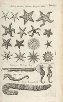 An illustration from Ioannis Ionstoni Theatrvm Vniversale Omnivm Animalivm Insectorvm: Tabvlis Viginti Octo Ab Illo Celeberrimo Mathia Meriano Aeri Incisis Ornatvm Ex Scriptoribvs Tam Antiqvis, Qvam Recentioribvs, Theophrasto, Dioscordie ... Et Aliis Maxima Cvra Collectvm (1757)