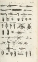 An illustration from Ioannis Ionstoni Theatrvm Vniversale Omnivm Animalivm Insectorvm: Tabvlis Viginti Octo Ab Illo Celeberrimo Mathia Meriano Aeri Incisis Ornatvm Ex Scriptoribvs Tam Antiqvis, Qvam Recentioribvs, Theophrasto, Dioscordie ... Et Aliis Maxima Cvra Collectvm (1757)