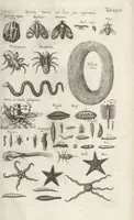 An illustration from Ioannis Ionstoni Theatrvm Vniversale Omnivm Animalivm Insectorvm: Tabvlis Viginti Octo Ab Illo Celeberrimo Mathia Meriano Aeri Incisis Ornatvm Ex Scriptoribvs Tam Antiqvis, Qvam Recentioribvs, Theophrasto, Dioscordie ... Et Aliis Maxima Cvra Collectvm (1757)