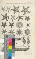 An illustration from Ioannis Ionstoni Theatrvm Vniversale Omnivm Animalivm Insectorvm: Tabvlis Viginti Octo Ab Illo Celeberrimo Mathia Meriano Aeri Incisis Ornatvm Ex Scriptoribvs Tam Antiqvis, Qvam Recentioribvs, Theophrasto, Dioscordie ... Et Aliis Maxima Cvra Collectvm (1757)