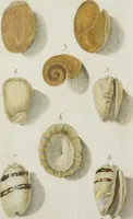 An illustration from ([Hauptwerk]) (1789)