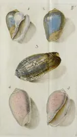 An illustration from ([Hauptwerk]) (1789)