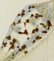 Picture 6 of 11 from ([Hauptwerk]) (1789), leaf 341