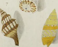 An illustration from ([Hauptwerk]) (1789)