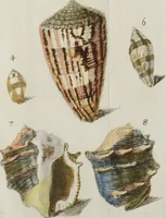 An illustration from (Nachtrag): Nachtrag zu den Conchylien Im Fürstlichen Cabinette zu Rudolstadt: Mit Vier Kupfern (1791)