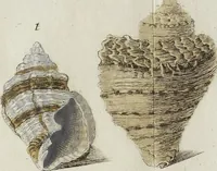 An illustration from (Nachtrag): Nachtrag zu den Conchylien Im Fürstlichen Cabinette zu Rudolstadt: Mit Vier Kupfern (1791)