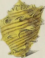 An illustration from (Nachtrag): Nachtrag zu den Conchylien Im Fürstlichen Cabinette zu Rudolstadt: Mit Vier Kupfern (1791)