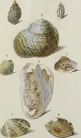 An illustration from (Nachtrag): Nachtrag zu den Conchylien Im Fürstlichen Cabinette zu Rudolstadt: Mit Vier Kupfern (1791)