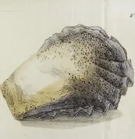 An illustration from (Nachtrag): Nachtrag zu den Conchylien Im Fürstlichen Cabinette zu Rudolstadt: Mit Vier Kupfern (1791)
