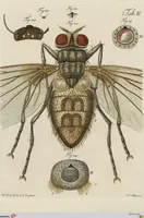 An illustration from Wilhelm Friederichs Freiherrn von Gleichen, genannt Rußworm, Herrn auf Greiffenstein und Bonnland, Großkreuz des Brandenburgischen rothen Adlerordens und Hochfürstlich Brandenburgisch-Culmbachischen Geheimen Raths, Geschichte der gemeinen Stubenfliege: nebst vier mit Farben erleuchteten Kupfertafeln (1790)
