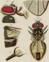 An illustration from Wilhelm Friederichs Freiherrn von Gleichen, genannt Rußworm, Herrn auf Greiffenstein und Bonnland, Großkreuz des Brandenburgischen rothen Adlerordens und Hochfürstlich Brandenburgisch-Culmbachischen Geheimen Raths, Geschichte der gemeinen Stubenfliege: nebst vier mit Farben erleuchteten Kupfertafeln (1790)